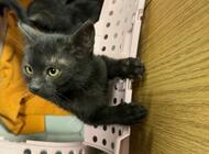 Grajewo ogłoszenia: Oddam urocze młode kotki 2,5 mies. (rodzeństwo kotek i kotka) po... - zdjęcie