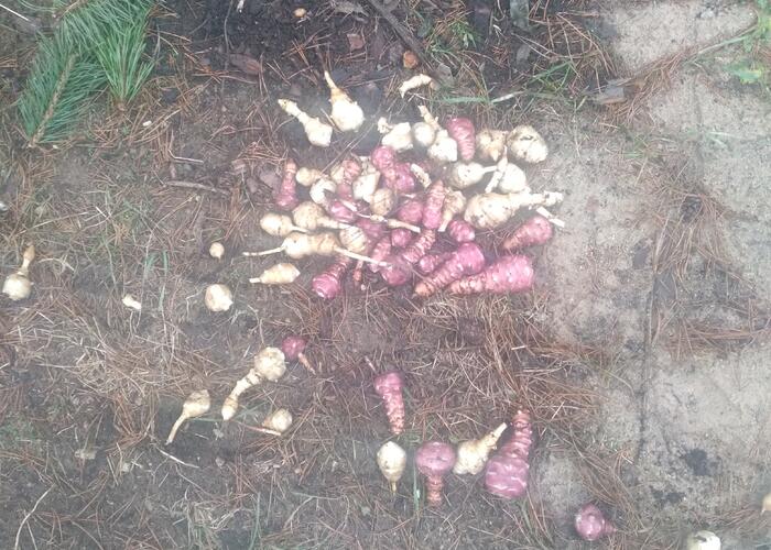 Grajewo ogłoszenia: Sprzedam topinabur do sadzenia i jedzenia 1kg 20 zł